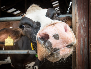 Melkprijzen tuimelen onder de 50 euro in november