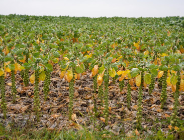 Spruitentelers kennen bar slecht jaar, sommigen frezen daarom oogst in