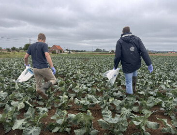 Verboden middel oxamyl teruggevonden op landbouwpercelen bij  Grote Kemmelbeek