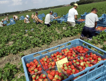 Fiscus vordert belastingvoordeel terug bij groente- en fruittelers: Boerenbond vraagt snelle oplossing