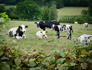 Boeren dreigen vast te lopen in administratie bij melding 5%-stikstofreductie, handhaving mogelijk