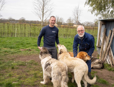 Limburgse schaapherder ontdekt remedie tegen wolvenaanvallen
