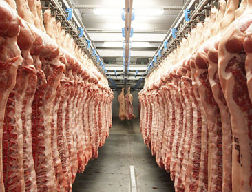 Zomer zet rem op varkensprijs: sector alert na plotselinge daling