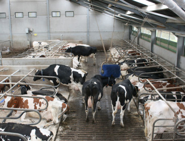 Vlaamse koe doorbreekt magische grens van 10.000 kilo melk per jaar