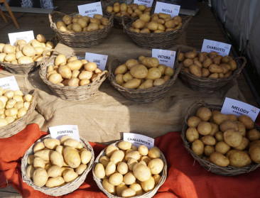 Weet wat je koopt: “De ene aardappel is de andere niet”