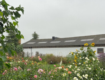 Wim en Liesbeth ruilden hun vleesvee voor kippen en een zelfpluktuin