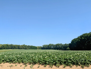 Weg naar aardappelvelden vol robuustere rassen is nog lang